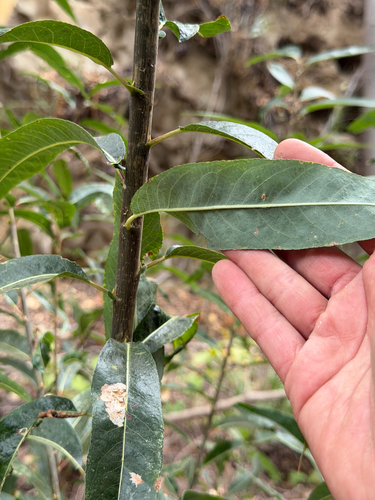 Salix gooddingii