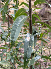 Salix gooddingii, photograph (c) klicklo, some rights reserved (CC BY)