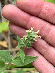 (c) klicklo, some rights reserved (CC BY) Stachys albens, photograph (c) klicklo, some rights reserved (CC BY)