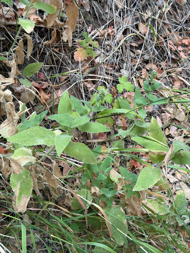 Stachys albens, photograph 6