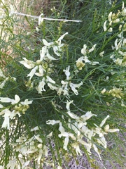 Astragalus conjunctus
