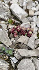 (c) Claude Kolwelter, some rights reserved (CC BY) Sedum atratum, photograph (c) Claude Kolwelter, some rights reserved (CC BY)