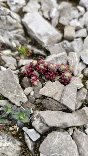 Sedum atratum, photograph 5