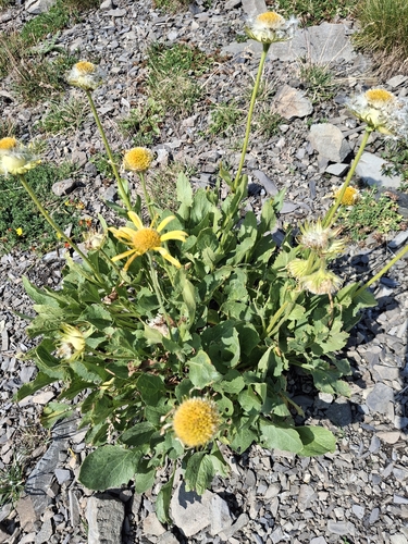 Doronicum grandiflorum, photograph 1
