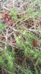 Chorizanthe cuspidata