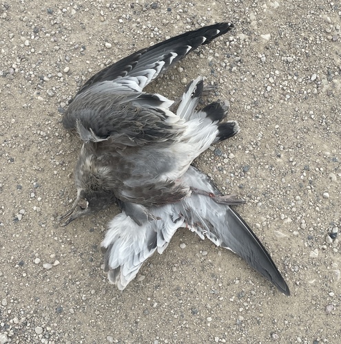 Franklin's Gull