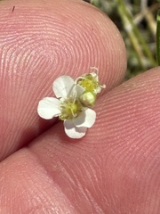 (c) Jamie VanBuskirk, some rights reserved (CC BY) Moehringia lateriflora, photograph (c) Jamie VanBuskirk, some rights reserved (CC BY)