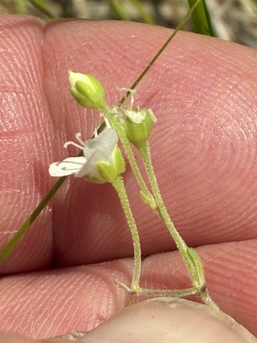 Moehringia lateriflora, photograph 6