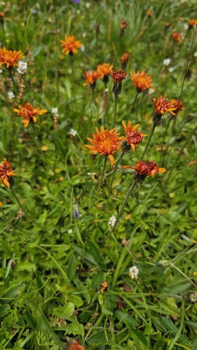 Crepis aurea, photograph 4