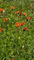 (c) Claude Kolwelter, some rights reserved (CC BY) Crepis aurea, photograph (c) Claude Kolwelter, some rights reserved (CC BY)
