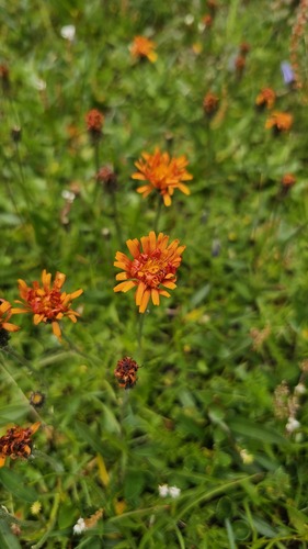 Crepis aurea, photograph 5