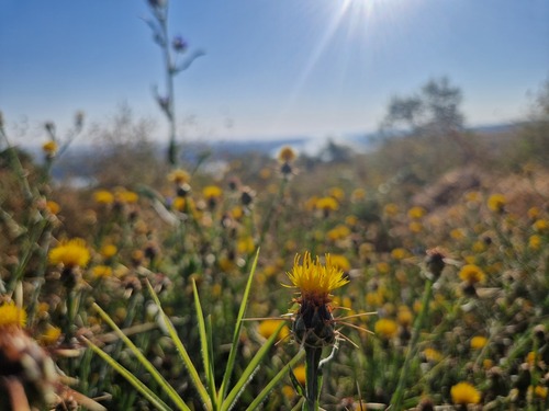 Yellow Star-Thistle