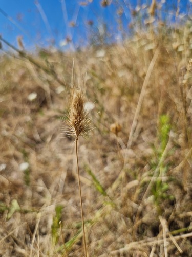 bristly dogtail grass