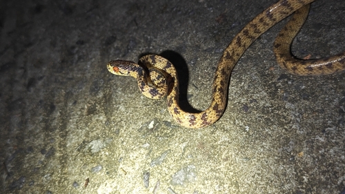 Formosa Slug Snake