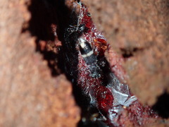 Lemidia accincta