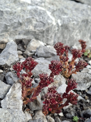 Sedum atratum, photograph 3