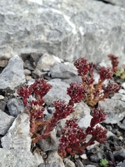 (c) Lieven Decrick, some rights reserved (CC BY) Sedum atratum, photograph (c) Lieven Decrick, some rights reserved (CC BY)