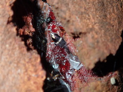 Lemidia accincta