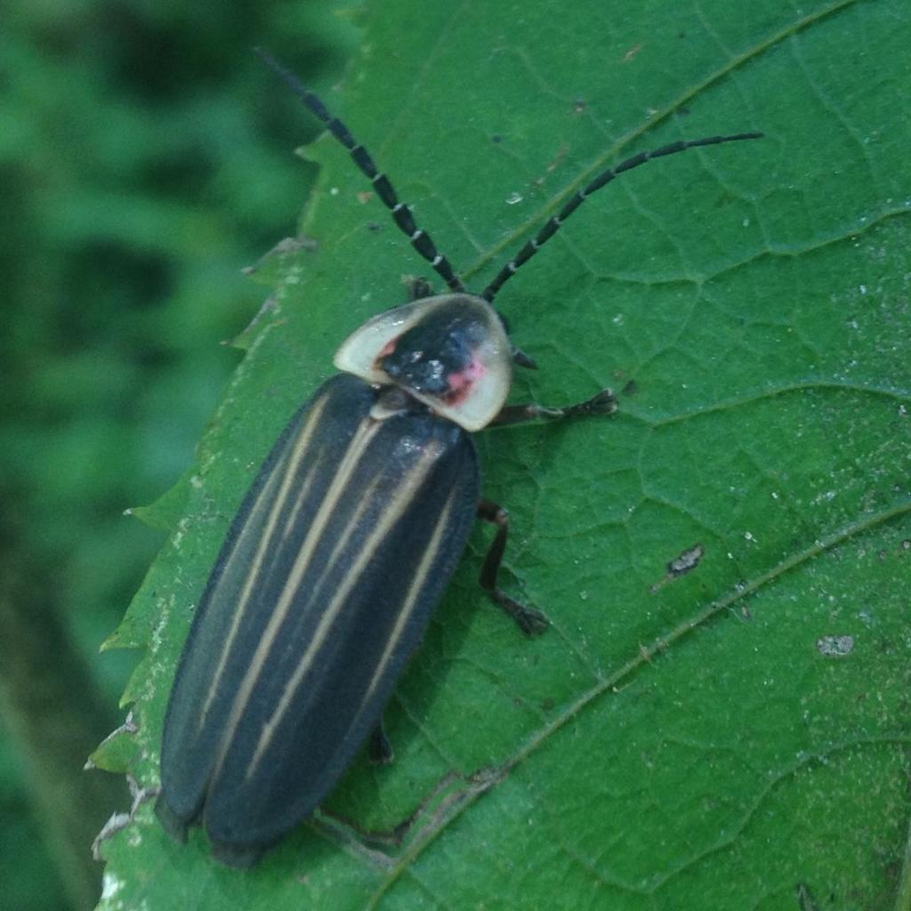 Photinus congruus