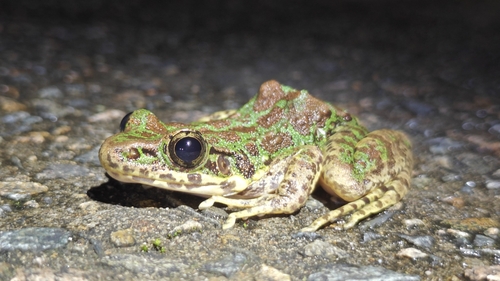 Tianmu Sharp-nosed Frog