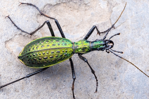 Carabus haeckeli