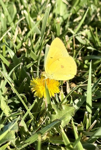 Orange Sulphur
