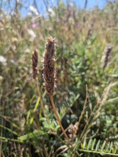 saintfoin milk vetch