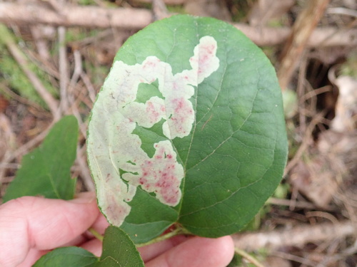 Gaultheria leafminer moth photo 2