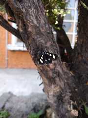 Alypiodes bimaculata