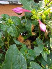 Alypiodes bimaculata