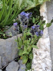Veronica alpina, photograph (c) Lieven Decrick, some rights reserved (CC BY)