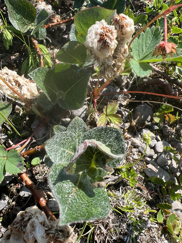 Salix calcicola