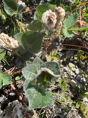 Salix calcicola, photograph author not stated, no rights reserved