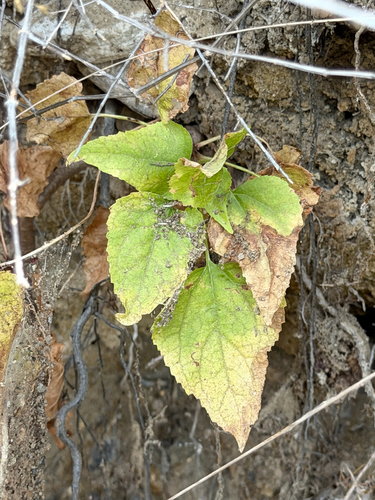 Venegasia carpesioides, photograph 3