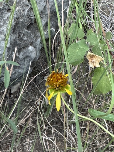 Tetragonotheca texana, 2026-08-15
