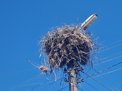 White Stork