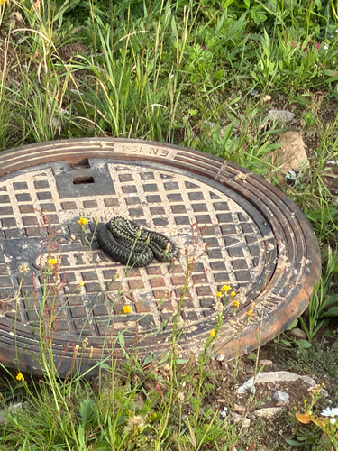 Adder