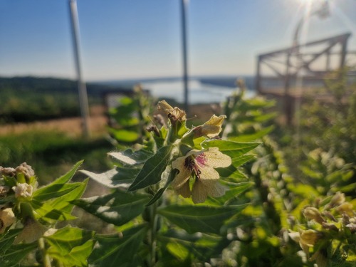 black henbane