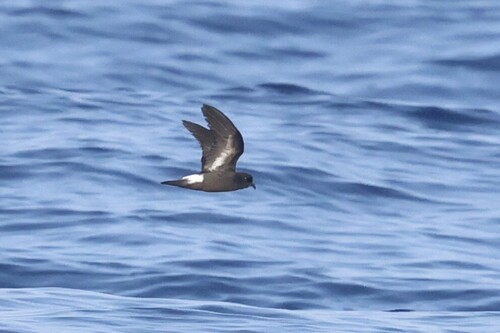 iNaturalist image