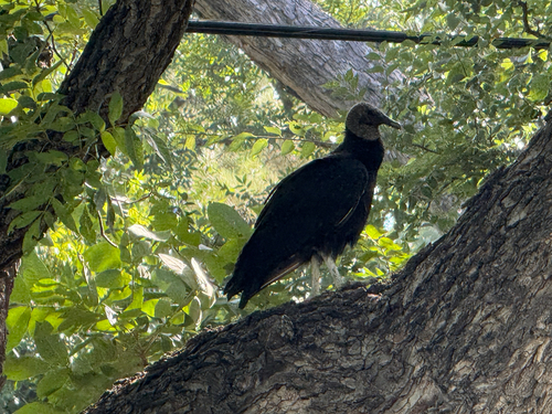 Black Vulture