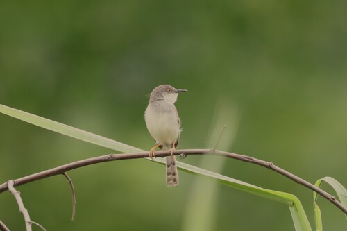Gray-breasted Prinia