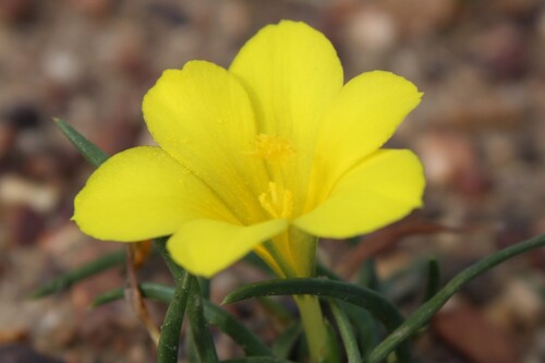 Moraea fugacissima, photograph 5