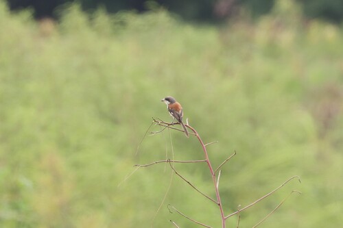 Burmese Shrike