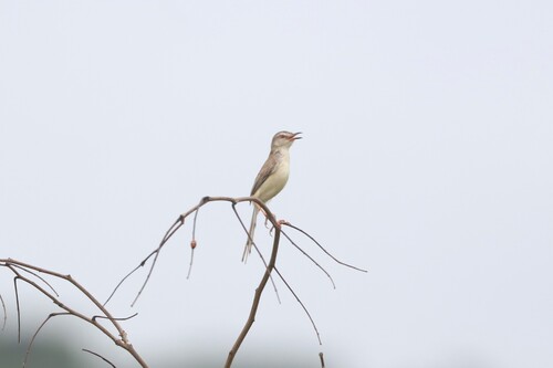 Plain Prinia