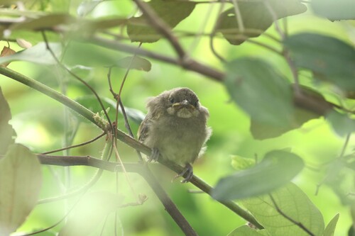 Streak-eared Bulbul