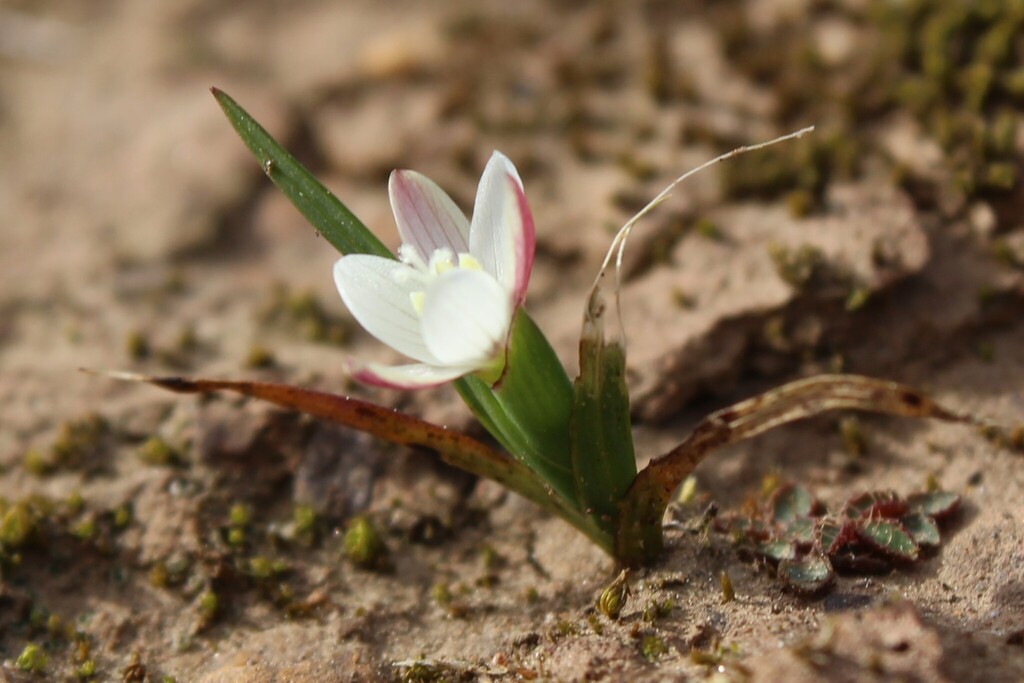 Geissorhiza nana, Overberg District Municipality, South Africa