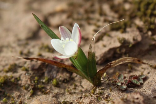Geissorhiza nana
