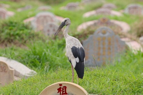 Asian Openbill