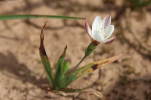 Geissorhiza nana