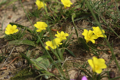 Moraea fugacissima, photograph 6